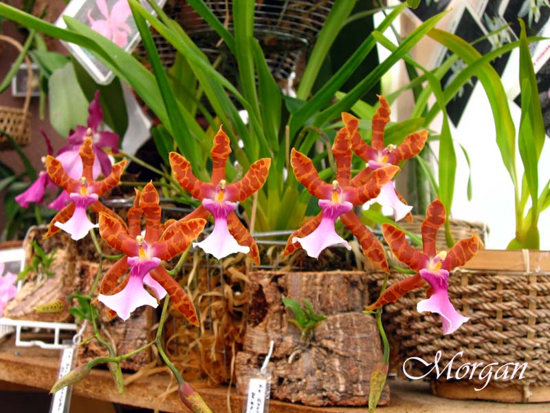 Miltonia%20clowesii%2005.jpg