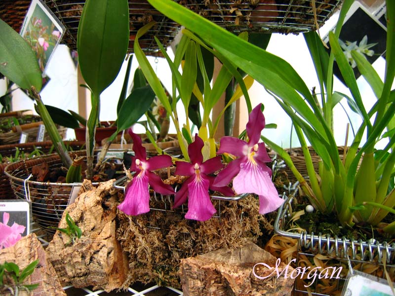 Miltonia%20moreliana%2000.jpg