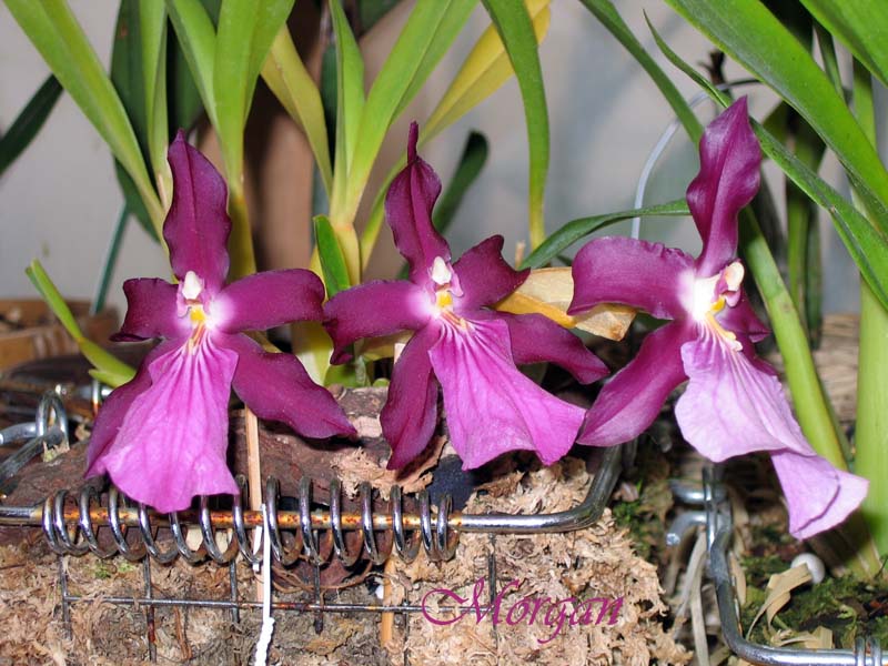 Miltonia%20moreliana%2007.jpg