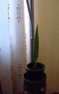 MILTONIA%20PEQUE%D1A.JPG