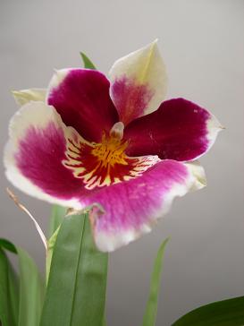 Miltonia%20roja.JPG