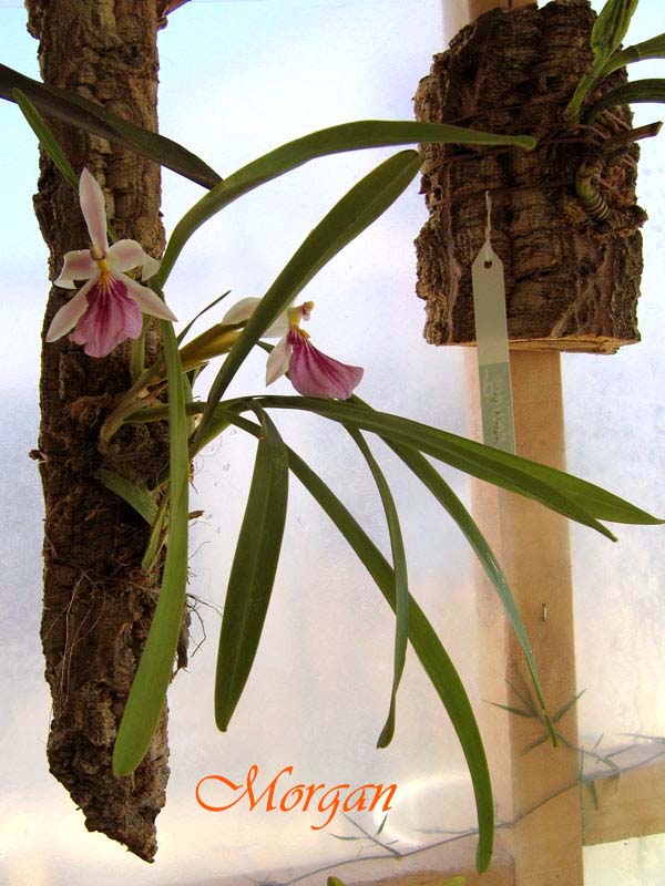 Miltonia%20spectabilis%20101.jpg