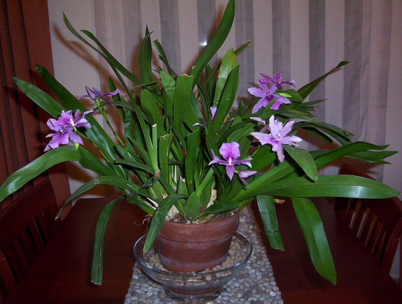 Miltonia.jpg