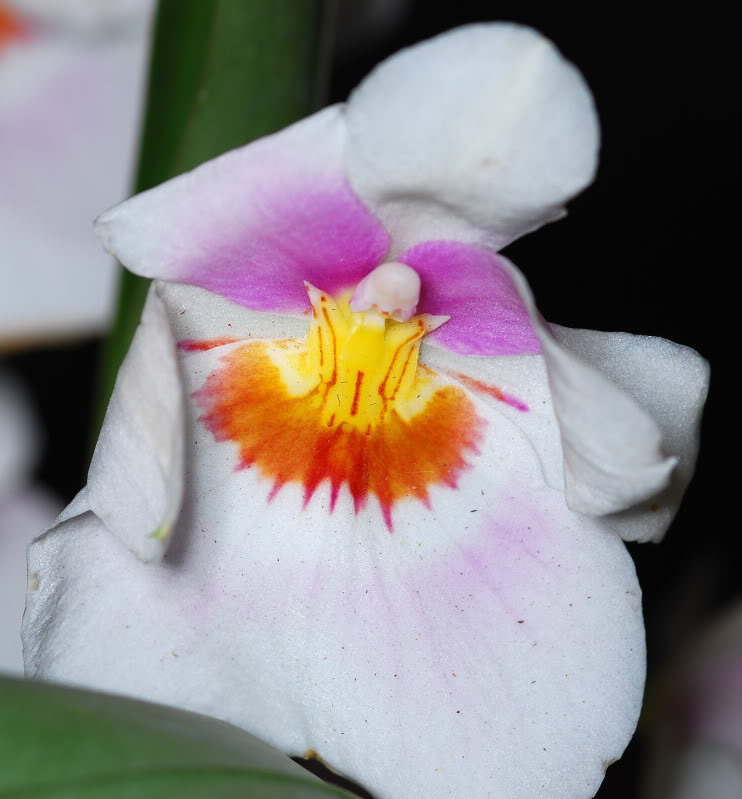 miltonia.jpg