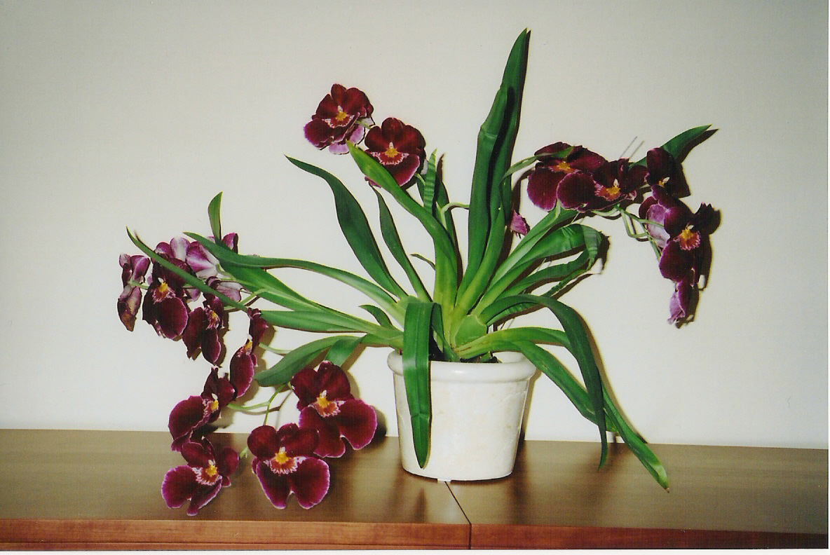 miltonia.jpg