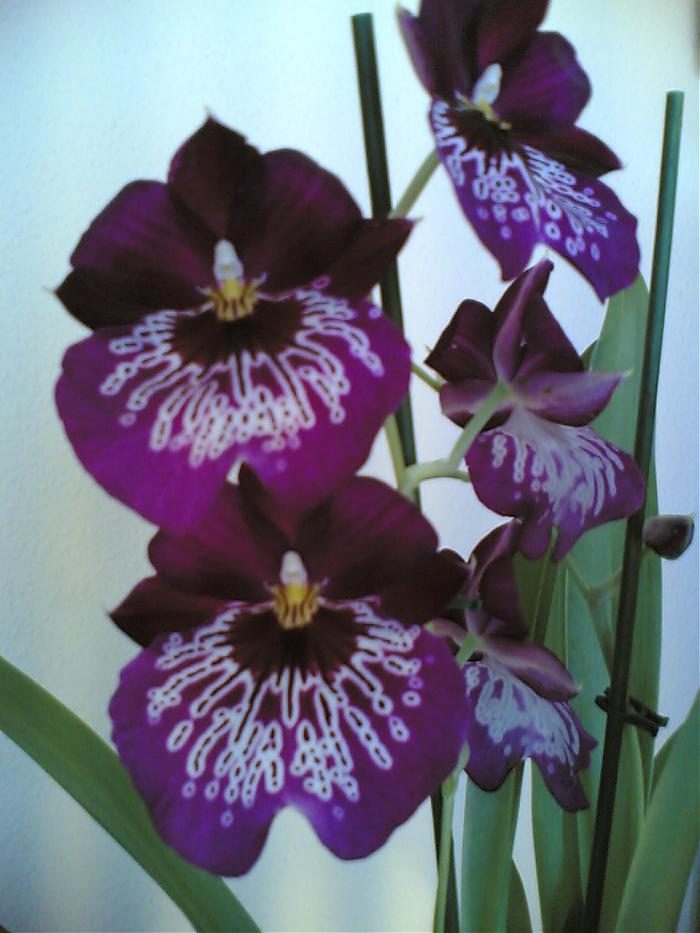 Miltonia.jpg