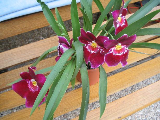 miltonia1.jpg