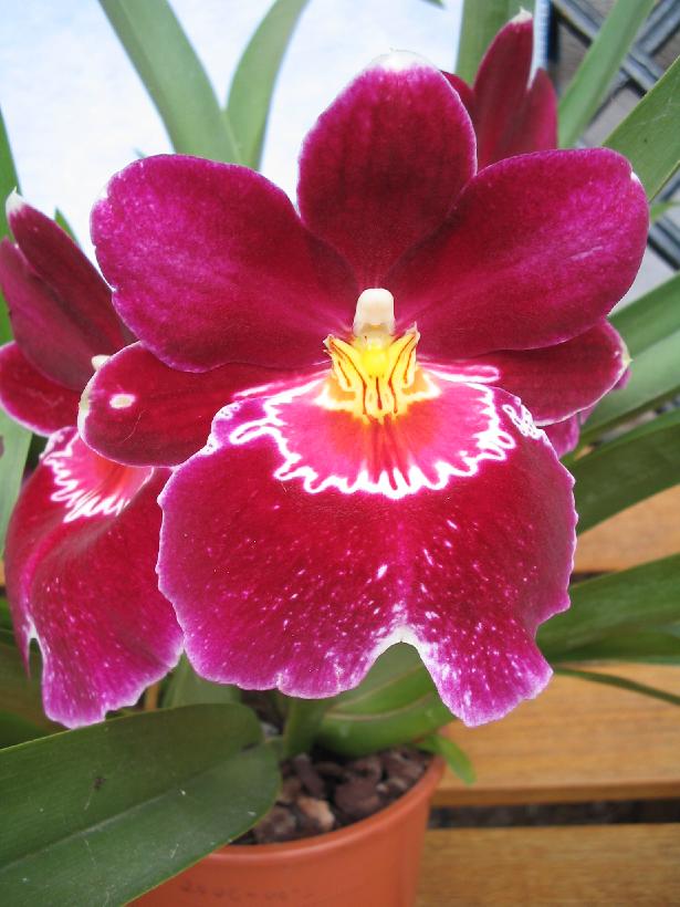 miltonia2.jpg