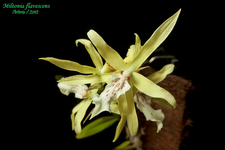 Miltonia_flavescens_001.jpg