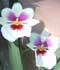 miltoniopsis-2.jpg