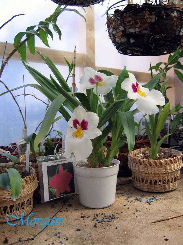 Miltoniopsis%20roezlii%20101.jpg