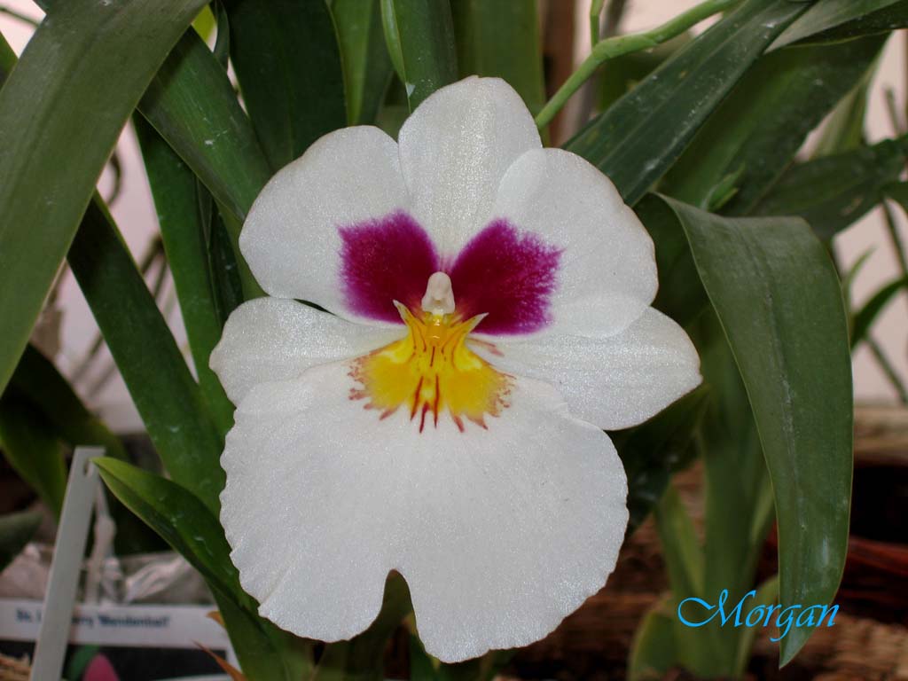Miltoniopsis%20roezlii%20103.jpg