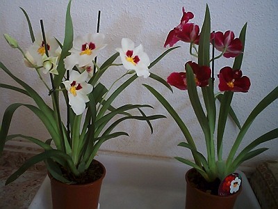 miltoniopsis.JPG