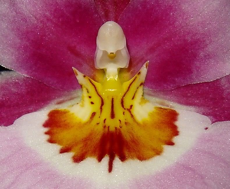 miltoniopsis20detail.jpg