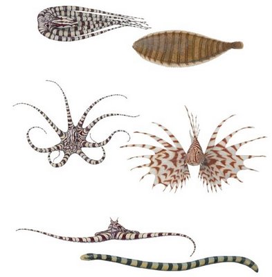 mimic-octopus1.jpg