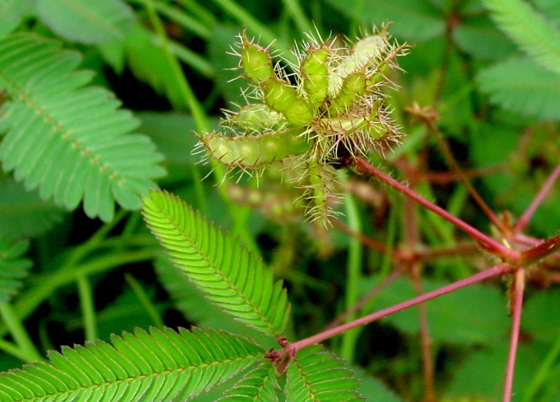 Mimosa%20fruits%20next.jpg