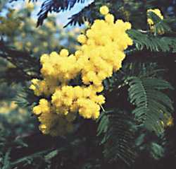 mimosa.jpg