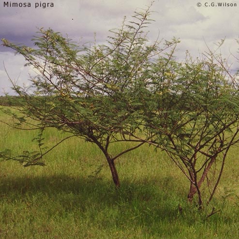 mimosa-pigra1.jpg
