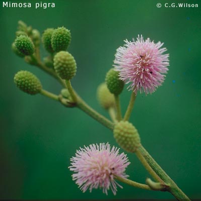 mimosa-pigra2.jpg