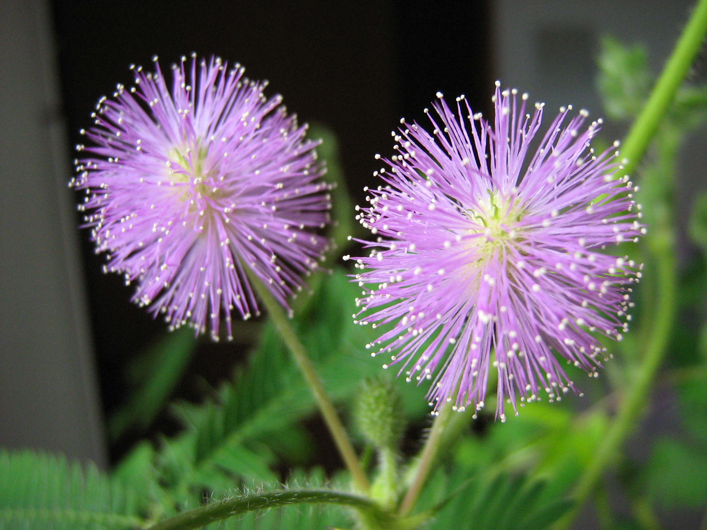 Mimosa-pudica-flower.jpg
