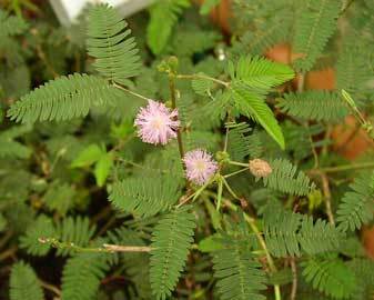 mimosa-pudica.jpg