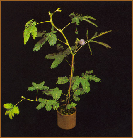 mimosa.pudica.jpg