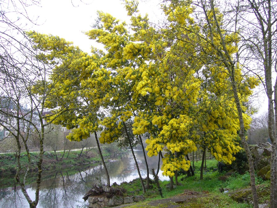 mimosa22.jpg