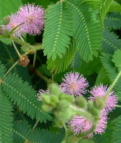 MimosaPudica.jpg