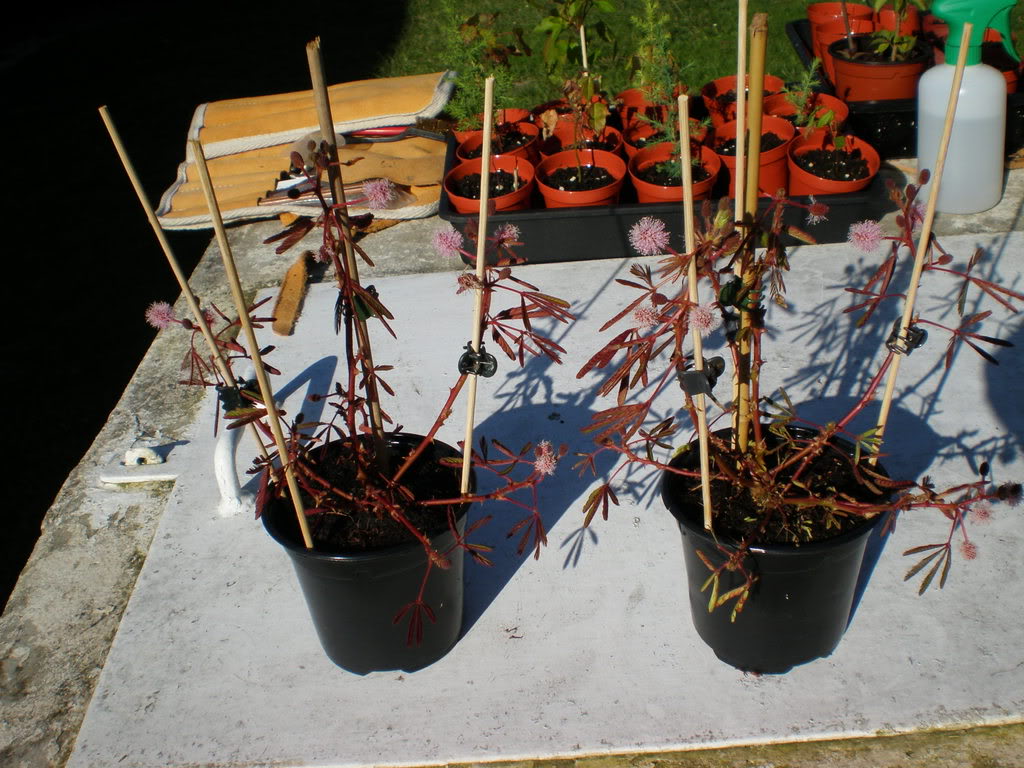 mimosapudica.jpg