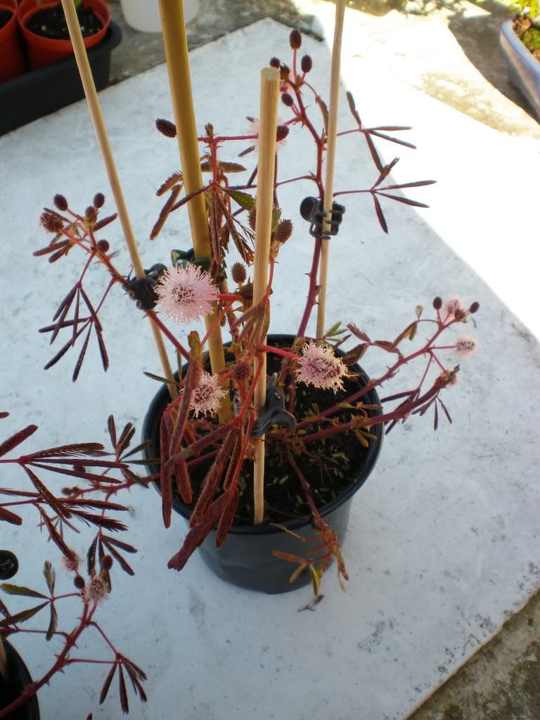 mimosapudica2.jpg