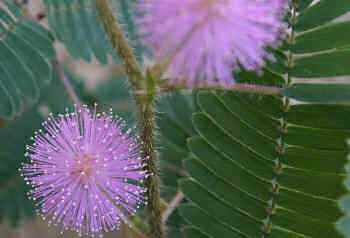MimosaPudicaHeader.jpg