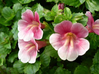 mimulus-luteus.jpg