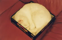 Mina_caja_h.jpg