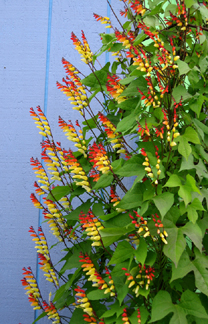 mina_lobata_habit.jpg