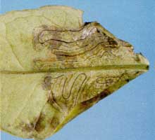 minador_citricos_galerias.jpg
