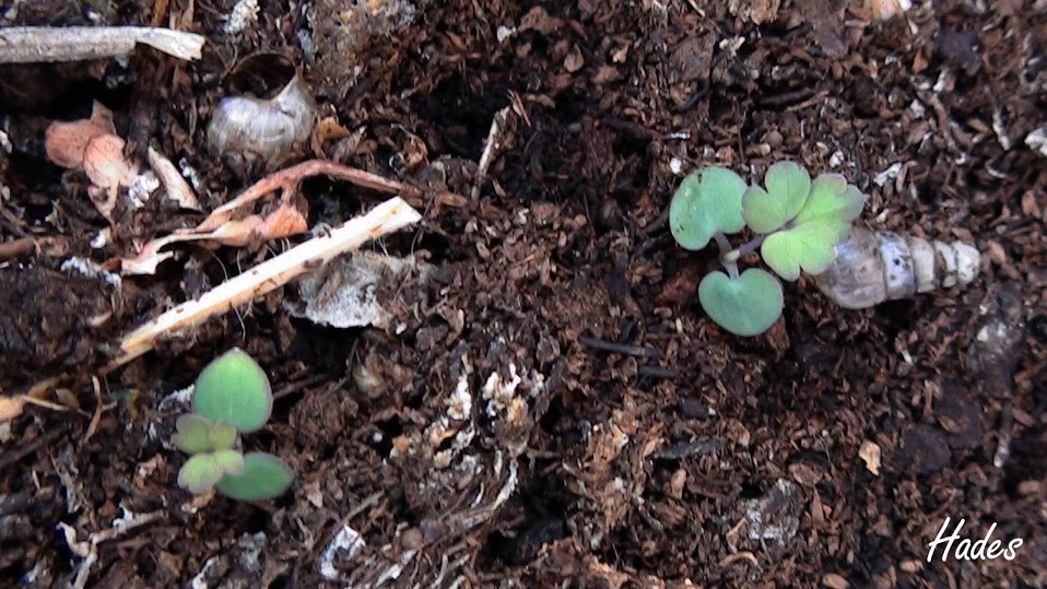 mini-aquilegias.jpg