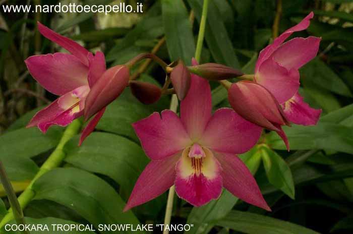 MINI CATTLEYA COOKARA TROPICAL SNOW FLAKE TANGO.jpe