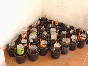 mini-cultivares.JPG