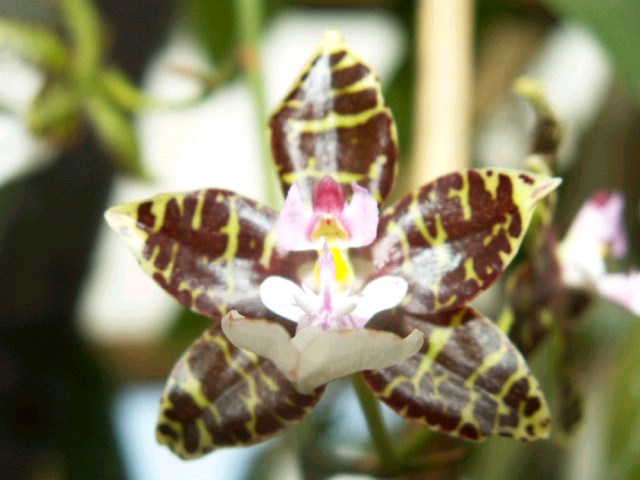 mini-PICT0726.JPG