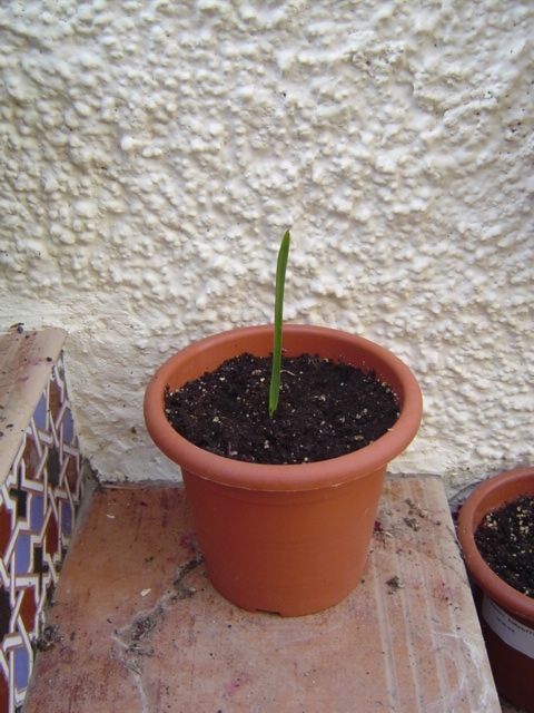 mini-Sabal.jpg