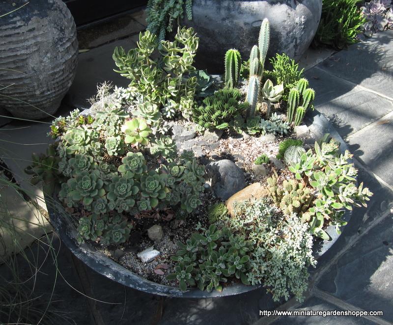 miniature%20garden%202%20(27).JPG