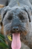 Miniature_Schnauzer-thumb-1250018117-409657.jpg