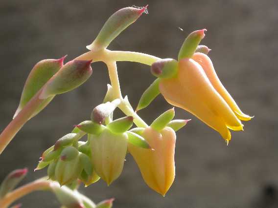 minima%20flor.jpg