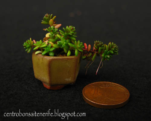 minisedum.jpg