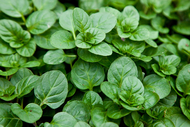 Mint_OrangeBergamot.jpg