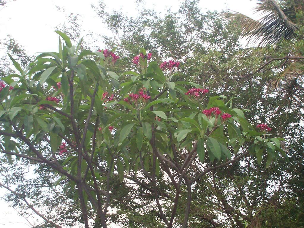 miplumeria.jpg