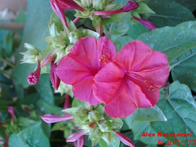 mirabilis%20jalapa.jpg