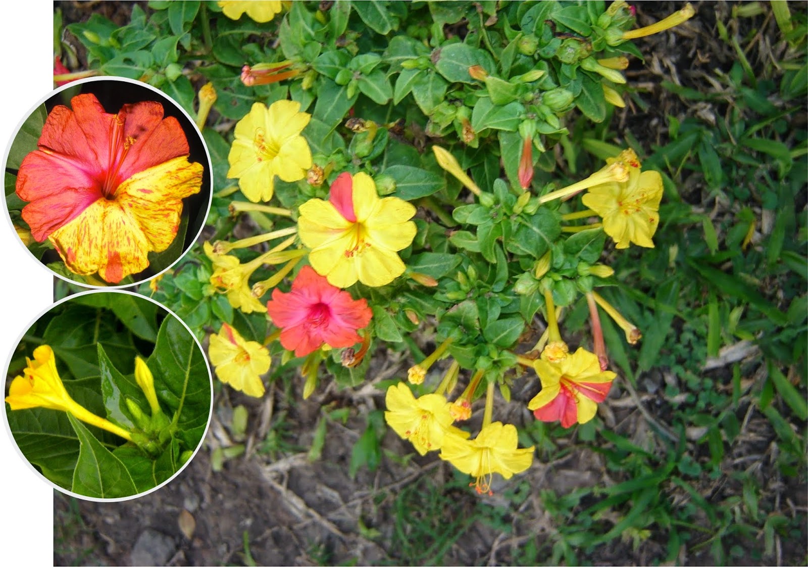 Mirabilis%2Bjal.%2BDondiego%2Ba.jpg