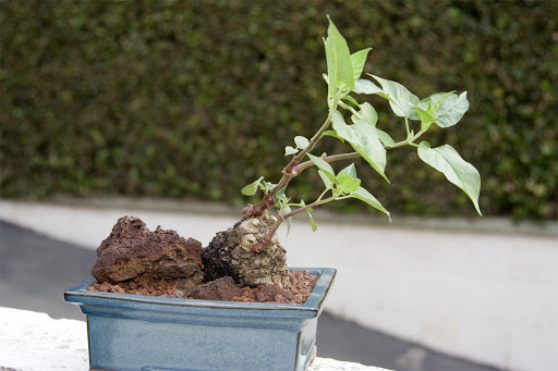 Mirabilis-jalapa-1.jpg