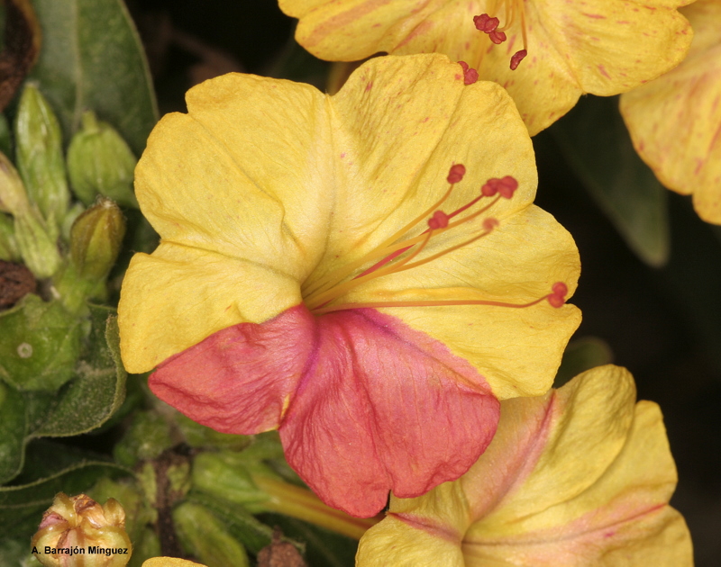 Mirabilis+jalapa%252C+6914.JPG